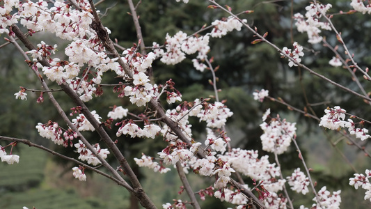 春天阳光下的樱花花朵视频