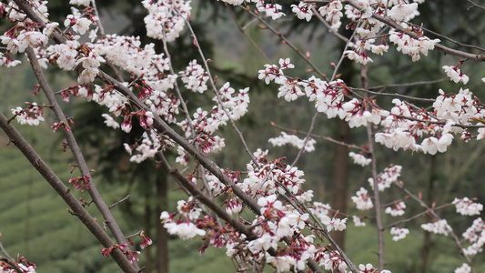 春天阳光下的樱花花朵视频