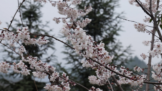 春天阳光下的樱花花朵视频