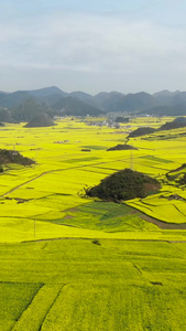 航拍罗平喀斯特地貌中的油菜花田视频旅游景点视频