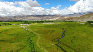 航拍西藏蓝天白云下的高原牧场风光视频46秒视频