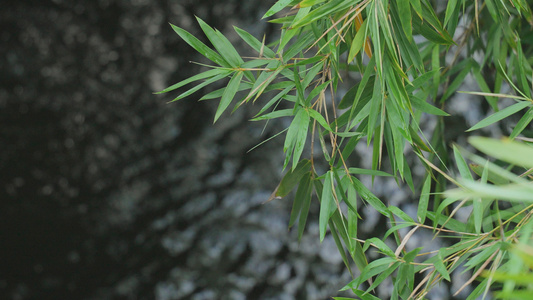 花草绿色植物溪水流水空境慢镜头升格摄影4k素材视频