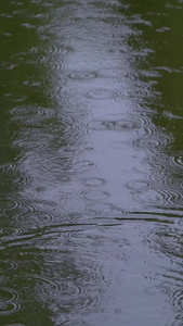 雨中游泳野鸭雁形目视频