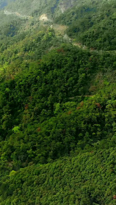 航拍雨后的森林山谷视频