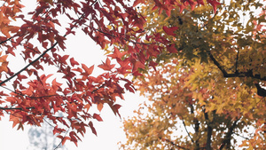 4K实拍秋天风景金黄红色枫叶意境32秒视频