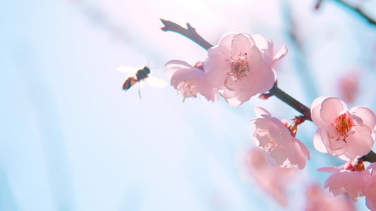 春日阳光春梅樱花蜜蜂采蜜[巧儿]视频