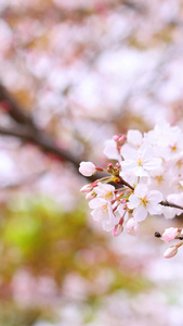 樱花与风铃樱花树视频