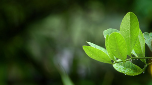 雨水打在植物上21秒视频