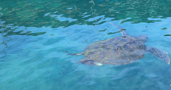 海洋馆4K视频视频