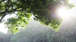 夏日阳光下的绿色树叶空镜22秒视频