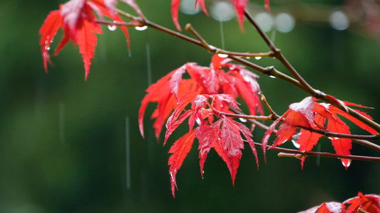 梅雨升格雨中树叶下雨天雨滴空境视频