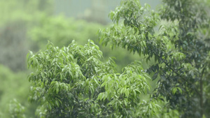 升格拍摄雨滴落在树叶上17秒视频