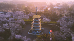 航拍城市日出朝霞阳光洒在樱花树上4k自然风景素材44秒视频