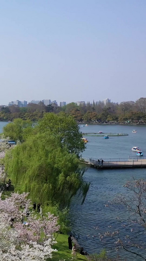 南京玄武湖樱花航拍南京空镜63秒视频