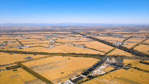 4K水稻麦子田地丰收航拍全景54秒视频