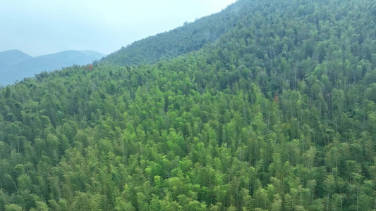 蔡伦竹海旅游风景区视频