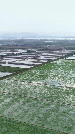 大片莲藕农村经济航拍莲藕种植77秒视频