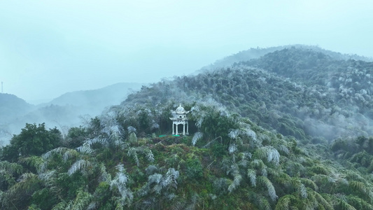 蔡伦竹海旅游风景区视频