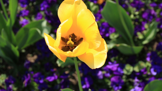 郁金香花海视频