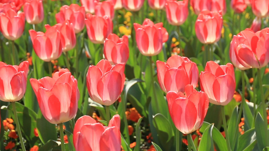 郁金香花海视频