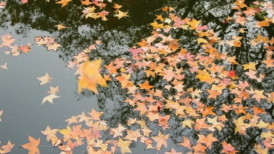 水中的枫叶升格1080视频