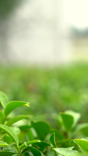 下雨天茶园茶树叶特写运镜茶叶嫩芽29秒视频