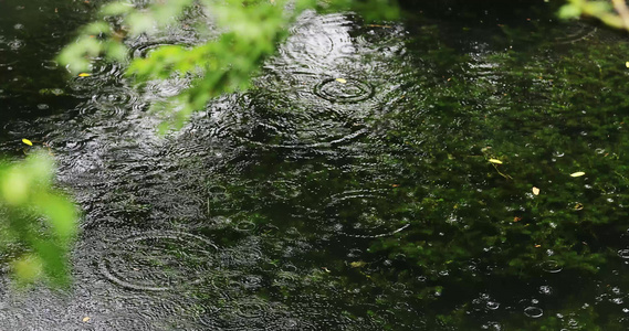 下雨天树叶视频