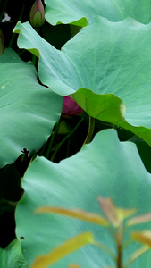 夏季荷花 合集荷花池视频