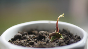 4k延时植物生长种子发芽22秒视频