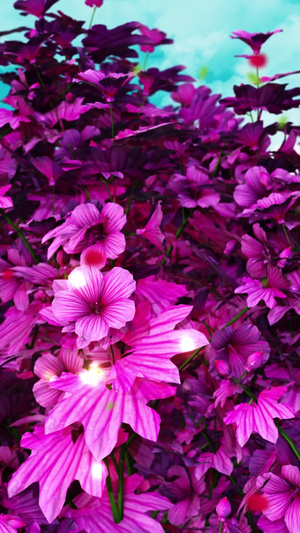 唯美的紫罗兰花海背景春暖花开30秒视频