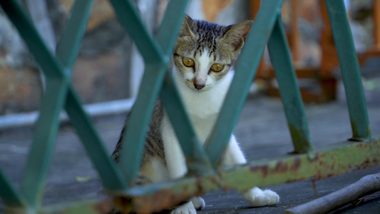 在农家门前悠闲玩耍的猫咪视频