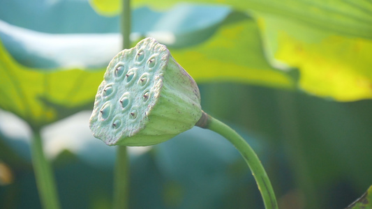 4k洪湖莲蓬视频