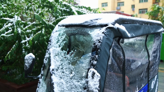 冬天唯美雪景绿叶红花落满了雪视频