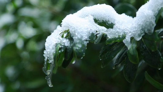 冬天唯美雪景绿叶红花落满了雪视频