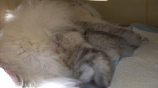 4k实拍幼崽小猫在大猫怀里哺乳视频