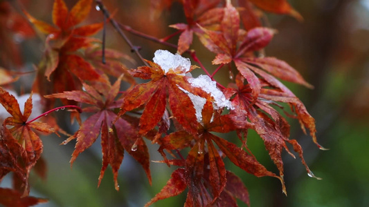 冬天唯美雪景绿叶红花落满了雪视频