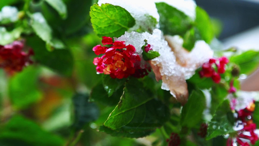 冬天唯美雪景绿叶红花落满了雪视频