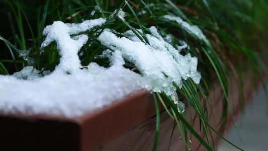 冬天唯美雪景绿叶红花落满了雪视频