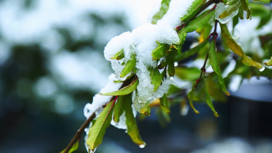 冬天唯美雪景绿叶红花落满了雪视频