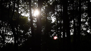 小树林里的阳光4k实拍49秒视频