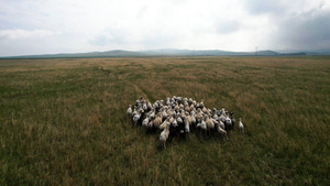5k航拍秋天的锡林郭勒草原以及草原上悠闲吃草的羊群72秒视频