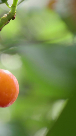 樱桃微距视频夏季水果56秒视频