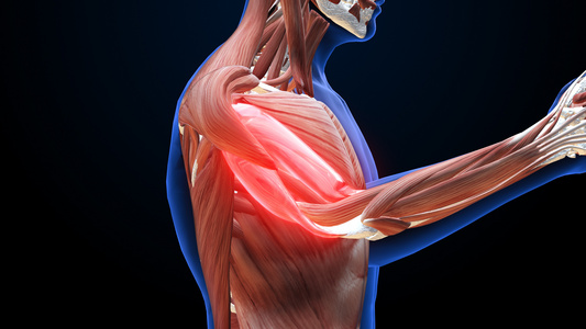 骨骼与肌肉系统肱二头肌动画视频