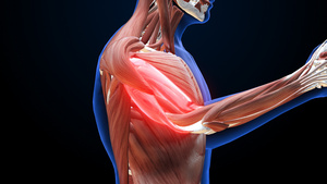 骨骼与肌肉系统肱二头肌动画15秒视频