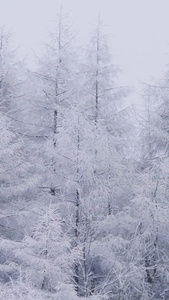 实拍唯美森林冰雪银装素裹松树林视频
