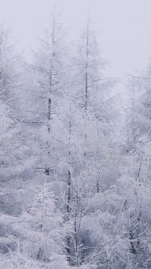 实拍唯美森林冰雪银装素裹松树林31秒视频