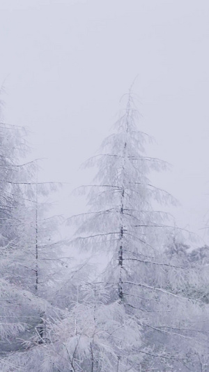 实拍唯美森林冰雪银装素裹白雪弥漫31秒视频