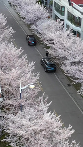 青岛春季风光樱花盛开的街道航拍视频青岛城市风光视频