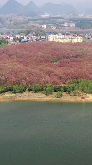 贵州平坝万亩樱花林春季风光红枫湖30秒视频