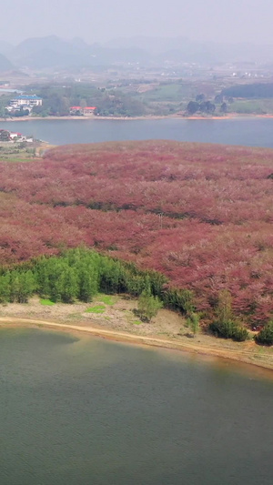 贵州平坝万亩樱花林春季风光平坝农场30秒视频